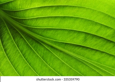 close up of green leaf texture - Shutterstock ID 335359790