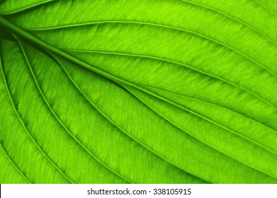 close up of green leaf texture - Shutterstock ID 338105915