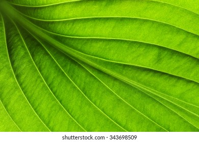 close up of green leaf texture - Shutterstock ID 343698509