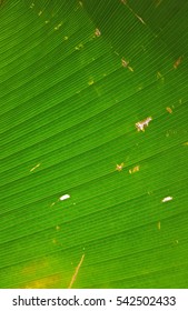 close up green leaf texture