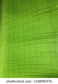 Close up Green Leaf Texture Background
