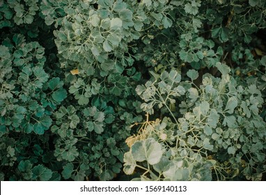 Close up green leaf Texture background with light behind