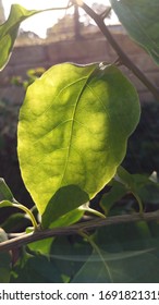 Close up of green leaf with texture background.