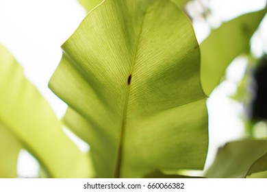 close up green leaf texture background, leaf texture with lighting effect, fern leaf pattern