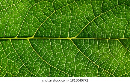 close up green leaf texture of Hollyhock ( Alcea rosea L. )