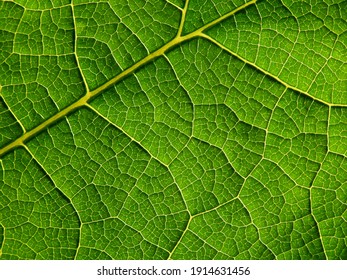 Close Up Green Leaf Texture Of Hollyhock ( Alcea Rosea L. )