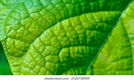 Close up green leaf texture pattern, leaf pattern background with veins and cells. 