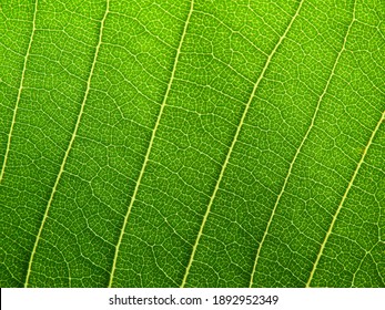 Close Up Green Leaf Texture ( Plumeria Tree )