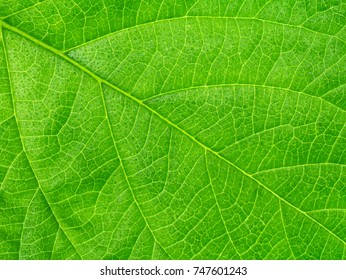 Close Up Green Leaf Wallpaper.