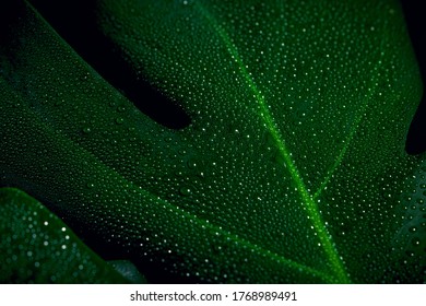 close up of green leaf with water drops on a stripe background. natural green background, macro. - Powered by Shutterstock