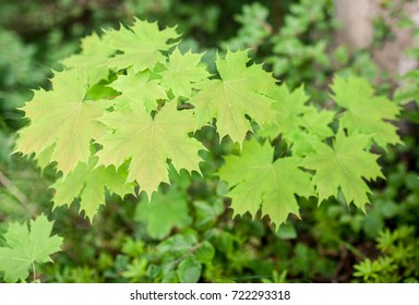 Close up of green leafs in forest