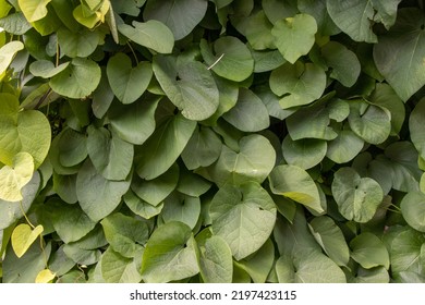 Close Up Of Green Leafy Vines On A Summer Day