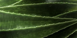 Close Up Of Green Leaves, Aloe Vera. Aloe Vera Is A Very Useful Herbal Medicine For Skin Care And Hair Care That Can Be Used As Treatment. Dark Moody Background.