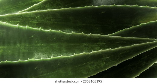close up of green leaves, aloe vera. Aloe vera is a very useful herbal medicine for skin care and hair care that can be used as treatment. Dark moody background.