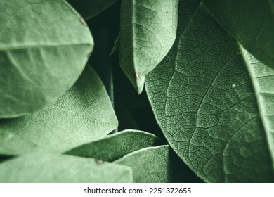 Close up of green leaves background. Daphne leaves. Dark and moody background concept with plant leaves. Top view. Selective focus - Shutterstock ID 2251372655