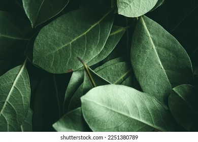 Close up of green leaves background. Daphne leaves. Dark and moody background concept with plant leaves. Top view. Selective focus - Shutterstock ID 2251380789