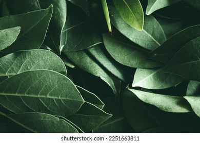 Close up of green leaves background. Daphne leaves. Dark and moody background concept with plant leaves. Top view. Selective focus - Shutterstock ID 2251663811