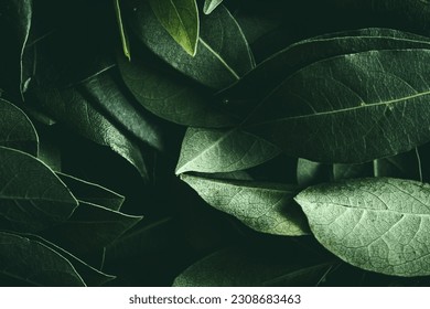 Close up of green leaves background. Daphne leaves. Dark and moody background concept with plant leaves. Top view. Selective focus - Shutterstock ID 2308683463