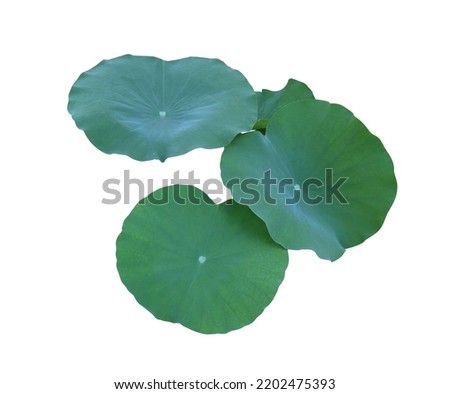 Close up green leaves of Lotus or Water lily or Nelumbo nucifera branch isolated on white background. The side of lotus leaf bush.