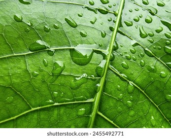 Close up green leaves texture and raindrops on fresh green leaf. Macro shot of water droplets on leaf. Water drop on green leaf after raining. - Powered by Shutterstock