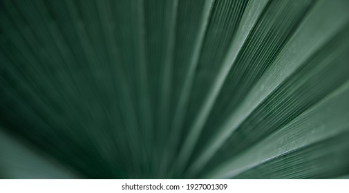 Close up green leaves textures, straight lines. Green palm leaf background, full frame shot. - Powered by Shutterstock