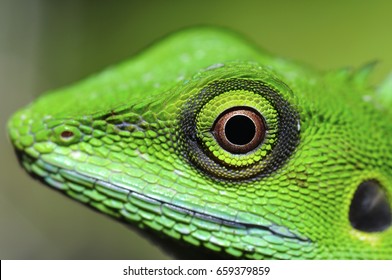 Close Up Green Lizard Eye