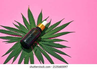 Close up of green marijuana leaf and bottle with essential cannabinoid oil. Legalized drug and addiction. Herbal medicine and painkiller therapy. Natural organic cannabis. Pink background. Copy space