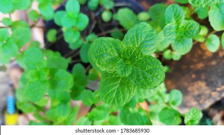 close up of green mint leafs. 