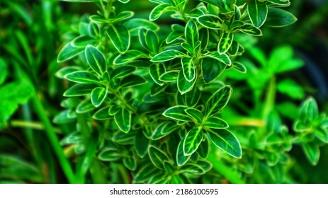 Close Up Of Green Mirten Bonsai Leaves