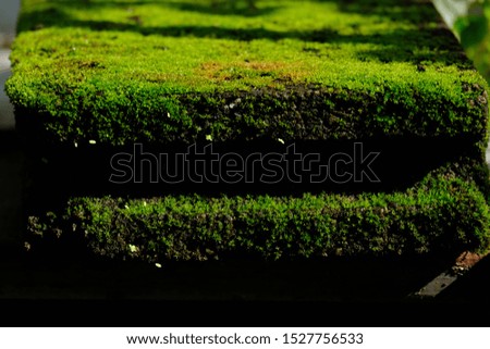 Similar – Moos auf einer Holztafel in der Umgebung eines Waldes