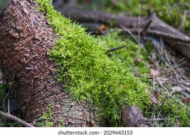 close up of green moss growing on bark and covering the foot of a tree in the forest