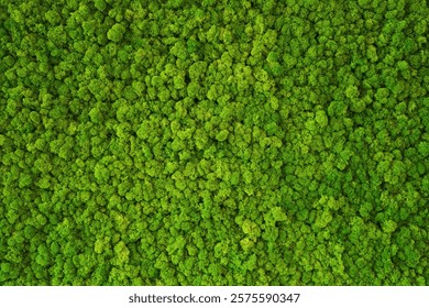 Close up green moss texture, background. Green texture