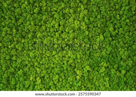 Close up green moss texture, background. Green texture