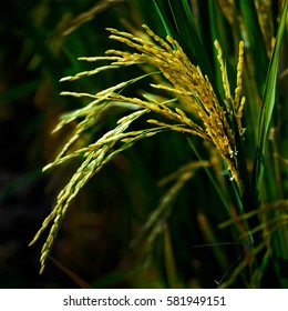 Close up of green paddy rice