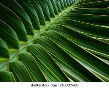 close up green palm leaf texture, leaf of Bottle Plam tree ( Hyophorbe lagenicaulis (I.H. Bailey) H.E. Moore ), ornamental plants in the garden - Shutterstock ID 2100005485