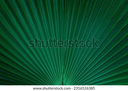 close up green palm leaf texture, leaf of Ruffled Fan Palm