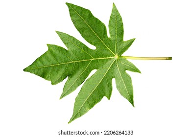 Close up of green Papaya leaf with jagged edges with detailed leaf outline, isolated on a white background