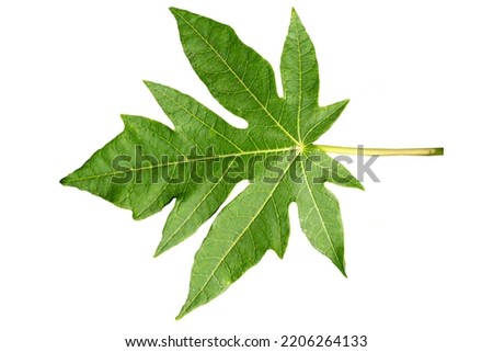Close up of green Papaya leaf with jagged edges with detailed leaf outline, isolated on a white background