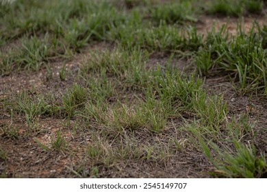 close up of green patchy partly dead grass lawn or backyard with copy space - Powered by Shutterstock