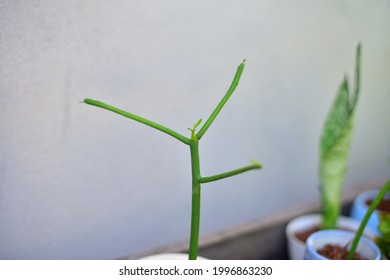 Close Up Green Pencil Cactus In Nature.