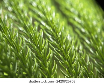 a close up of green pine tree