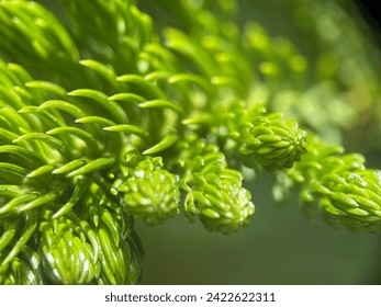 a close up of green pine tree