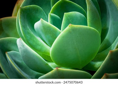 A close up of a green plant with a leafy appearance. The plant is a succulent and has a unique shape - Powered by Shutterstock