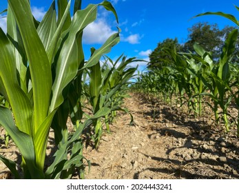 A Close Up Of A Green Plant, Sweetcorn Field On A Sunny Day.