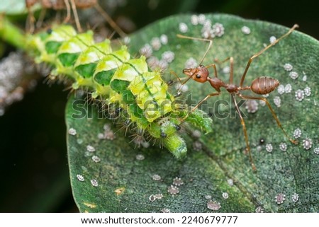 close up of the green rapala pheretima sequeira caterpillar
 Stock photo © 