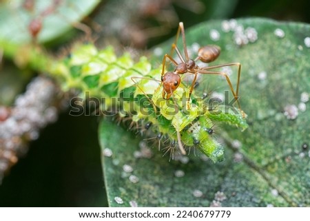 close up of the green rapala pheretima sequeira caterpillar
 Stock photo © 