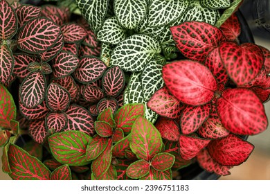 Close up green and red pattern leaves. leaf texture, for background. Fittonia verschaffeltii or Fittonia albivenis plant.
 - Powered by Shutterstock