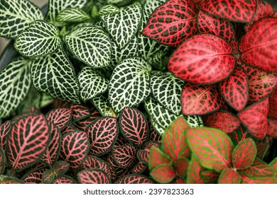 Close up green and red pattern leaves. leaf texture, for background. Fittonia verschaffeltii or Fittonia albivenis plant.
 - Powered by Shutterstock