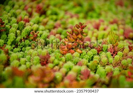 Close up of green and red sedum plants on a vegetated roof Stock photo © 