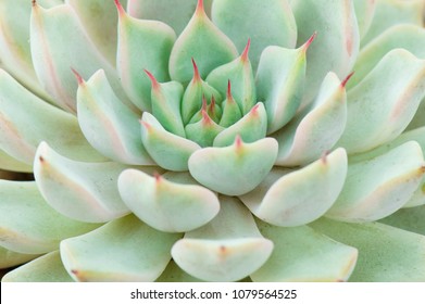 Close Up Green And Red Tips Echeveria Succulent Flowering Houseplants Background